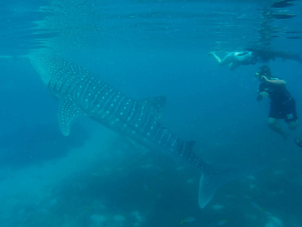 Swimming with the whale shark