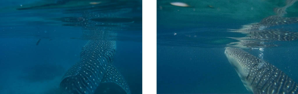 Oslob's whale sharks