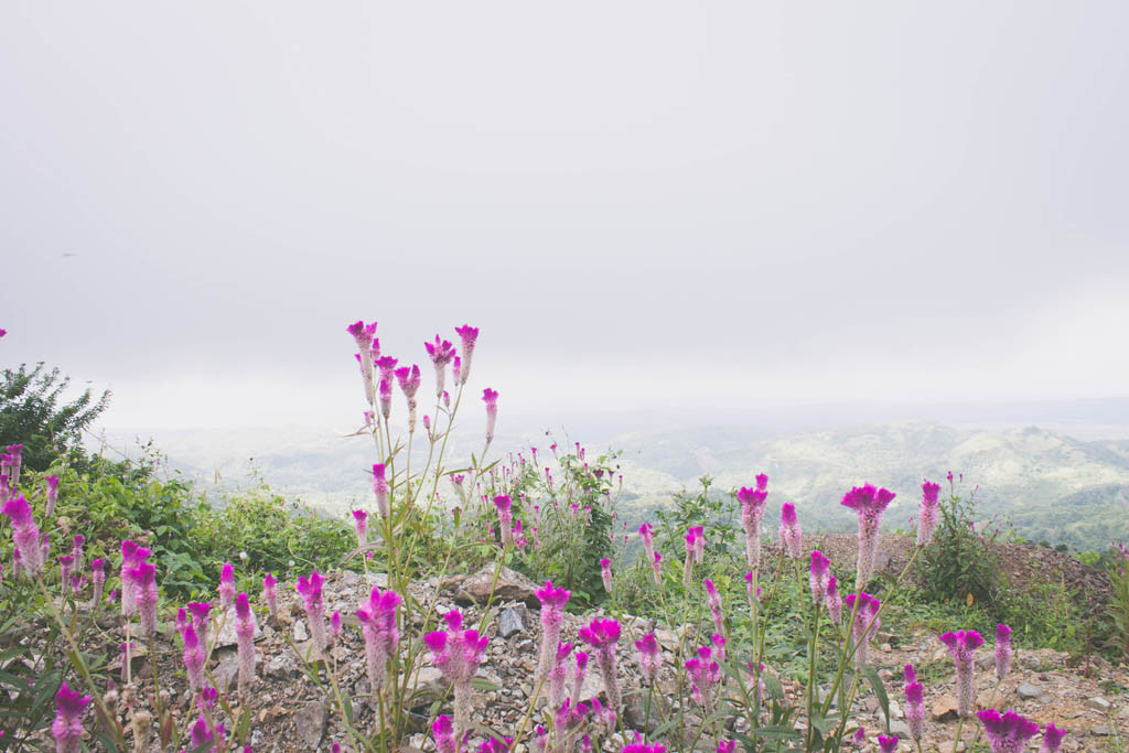 Flowers with the foggy mountains