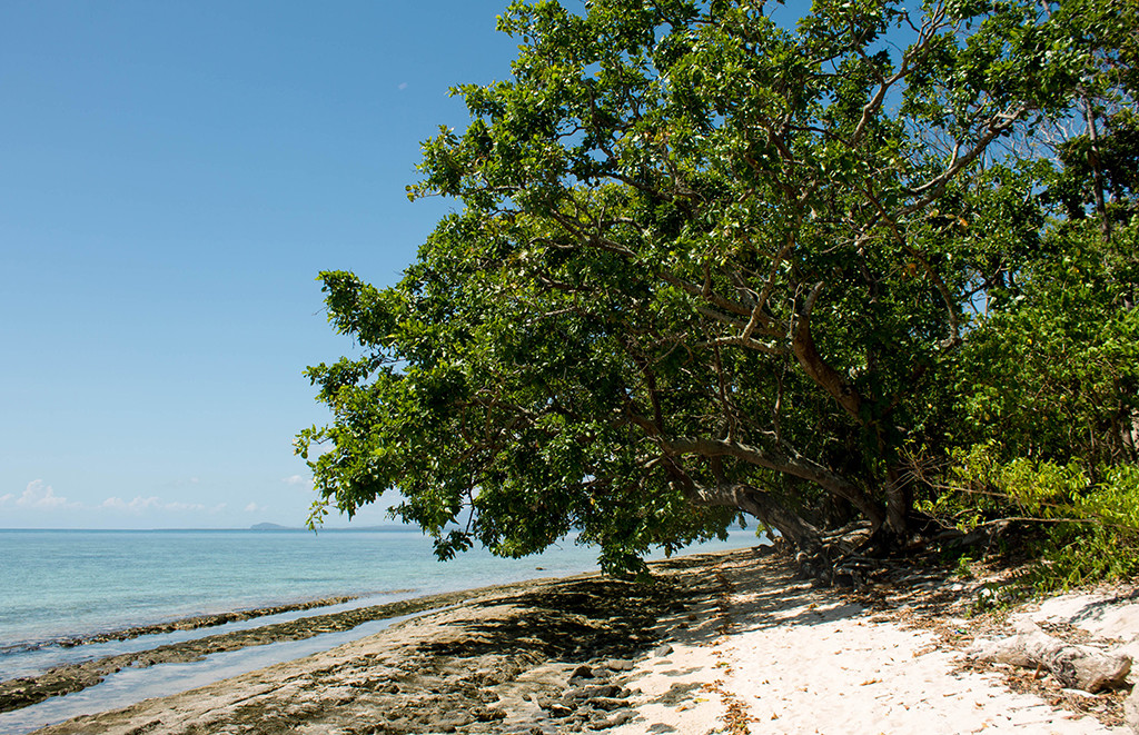 Trees along the shoreline at the other end of the island.