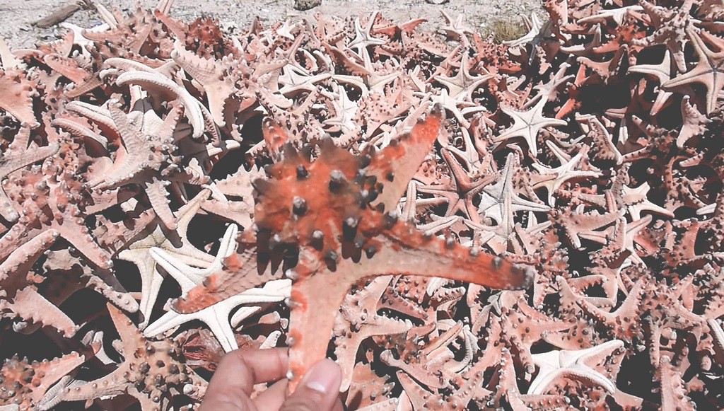 Pile of dried starfish :(