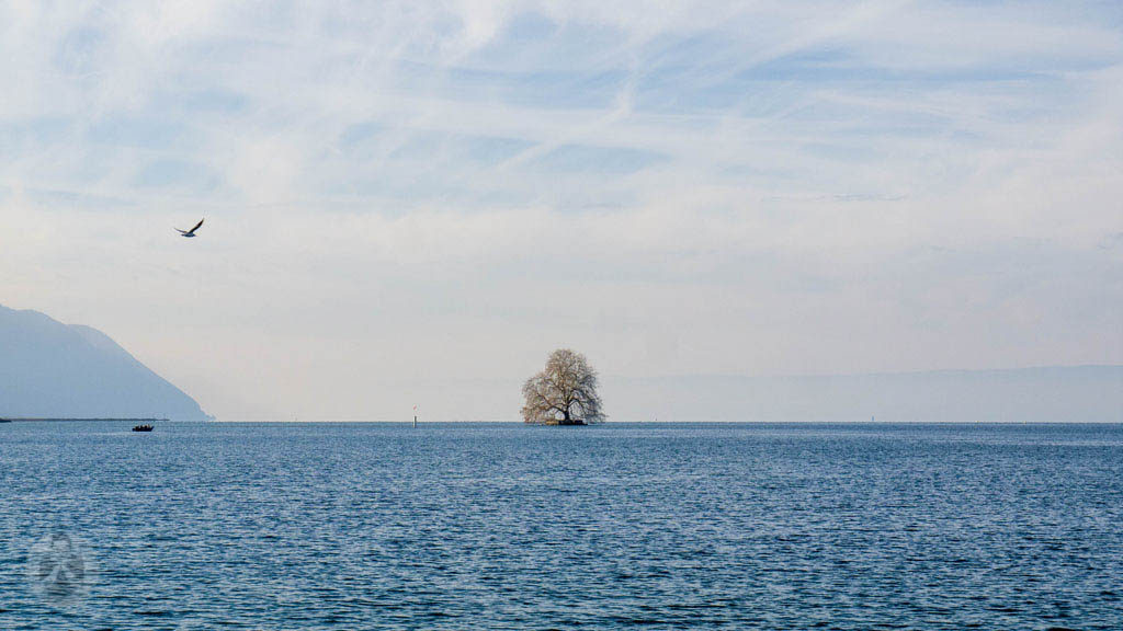 The Lone Tree