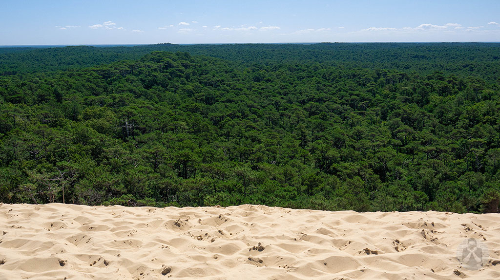Forest and camp site behind the dune