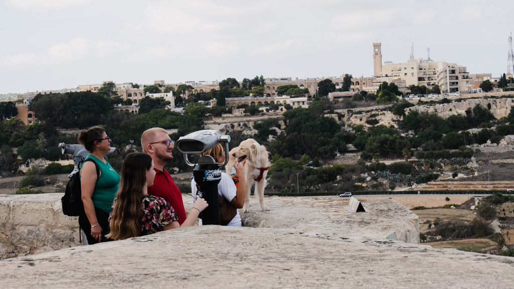 Doggo enjoying the view