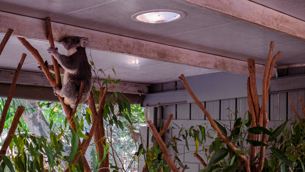 Koala at the Lone Pine Koala Sanctuary