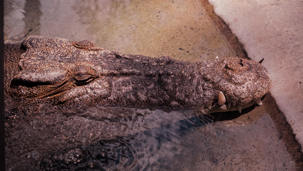 Croc getting its vitamin D at Koala at the Lone Pine Koala Sanctuary