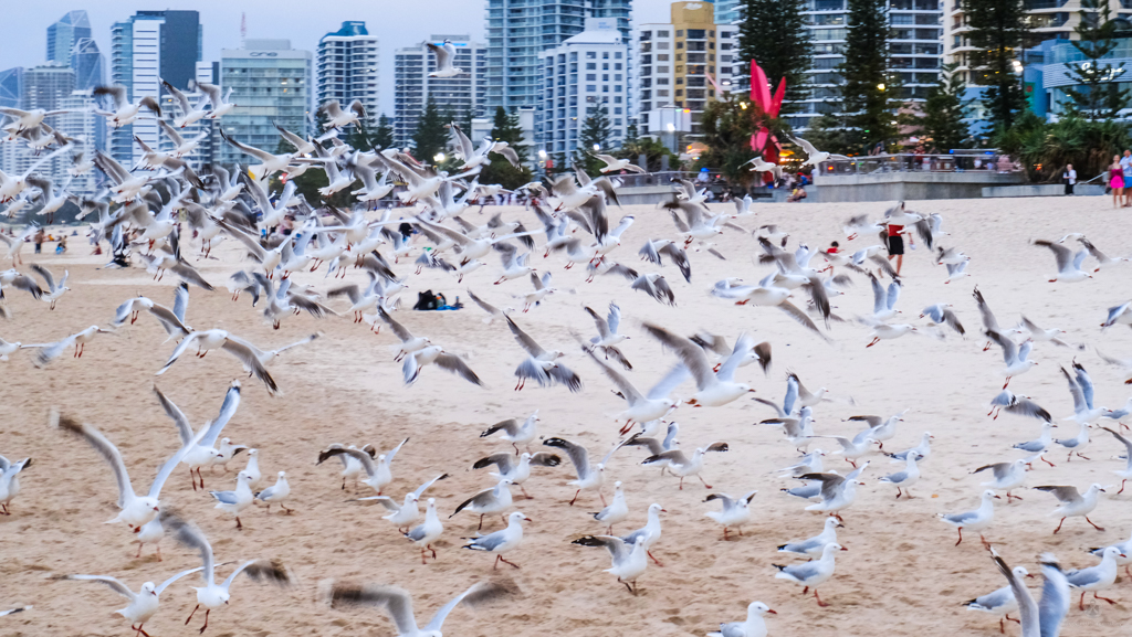 Seagulls. Seagulls everywhere