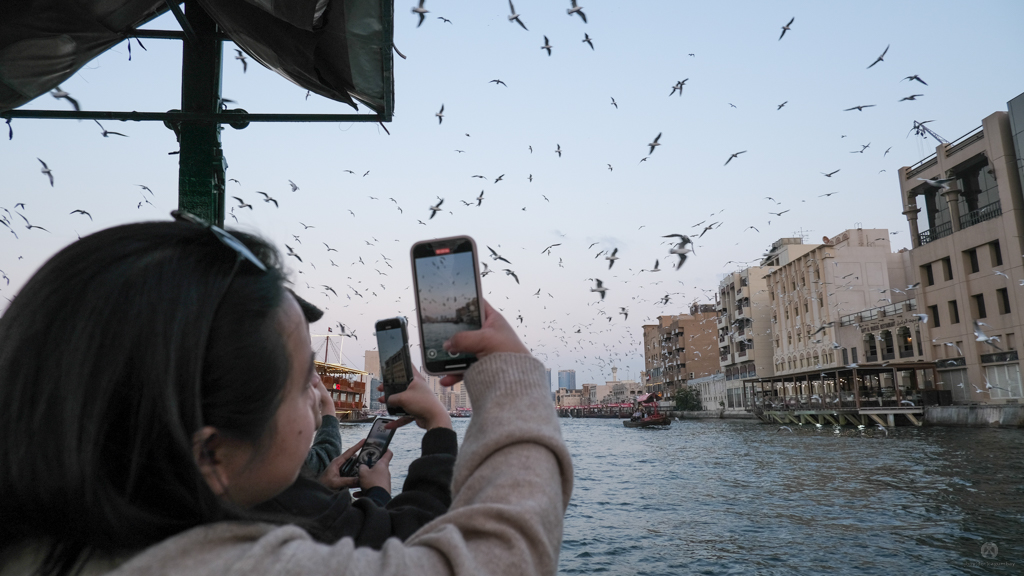 Seagulls at Dubai Creek on the way to Dubai Gold Souk