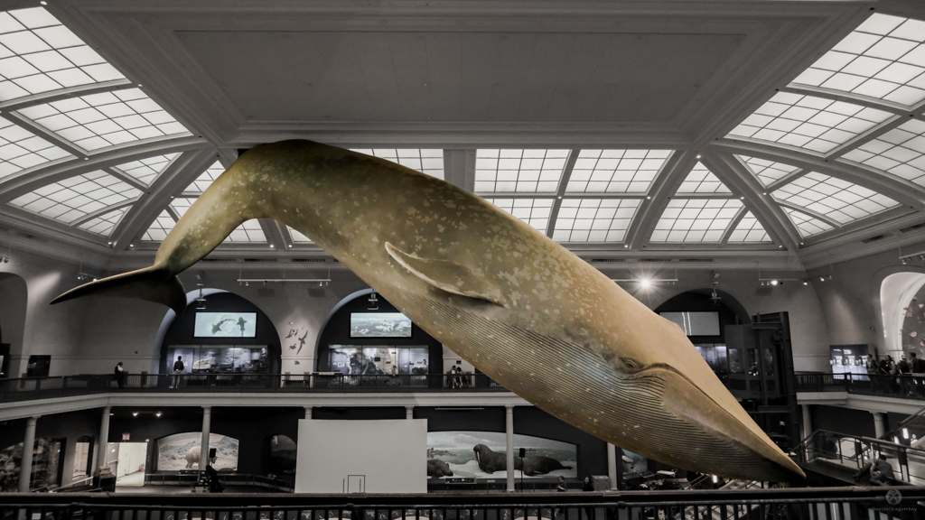 Blue Whale - American Museum of Natural History