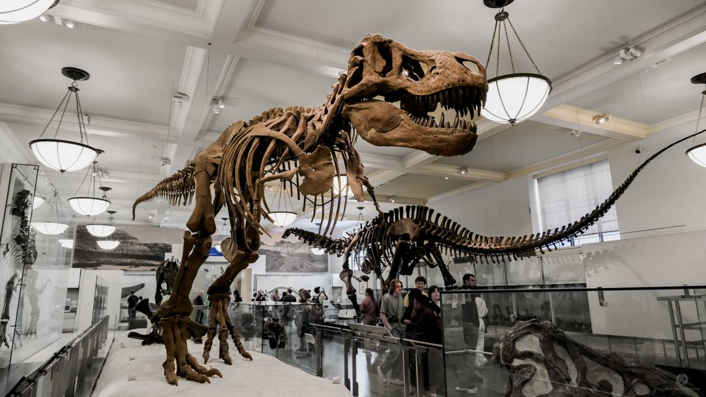 T-Rex - American Museum of Natural History
