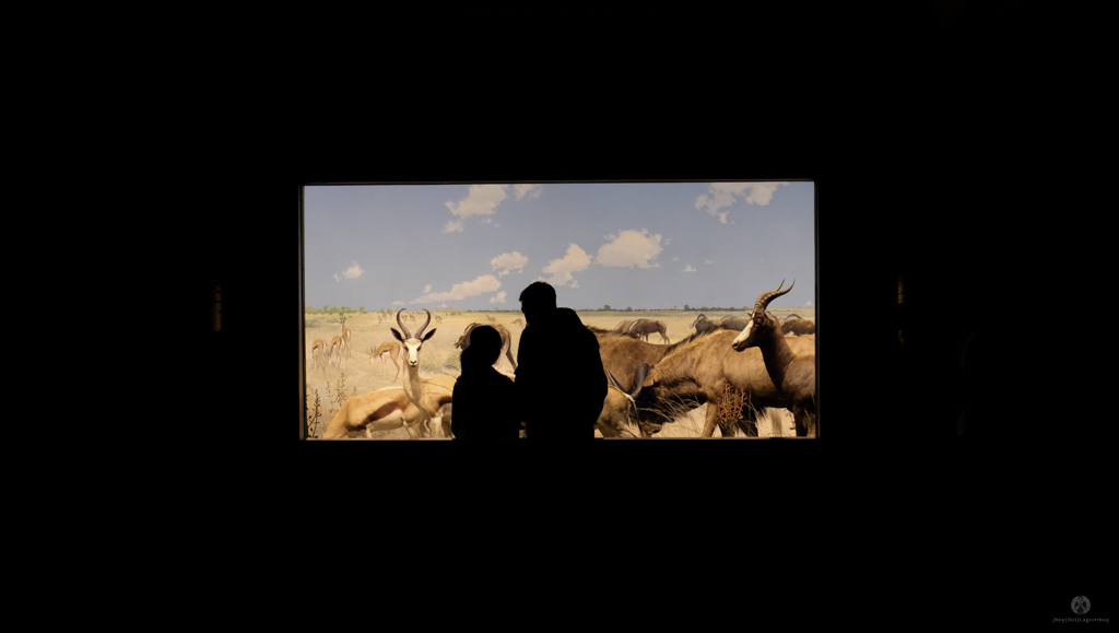 A window to the savannah - American Museum of Natural History
