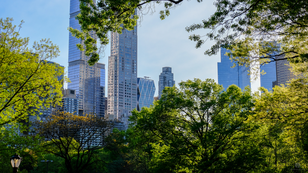 High rise buildings viewed from Central Park