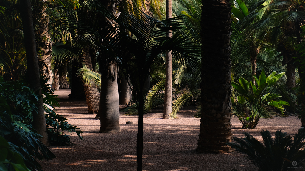 Exotic plants at Jardin Majorelle