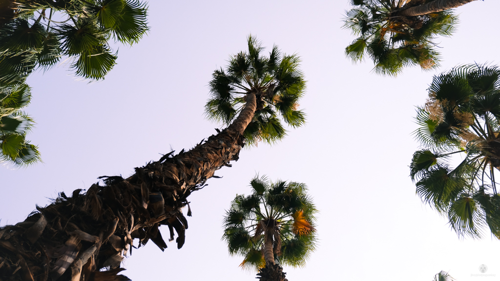 Tall trees at Jardin Majorelle