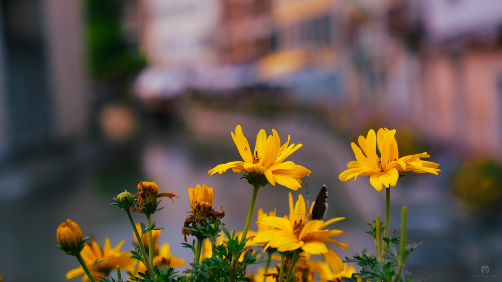 Flowers scattered around the city