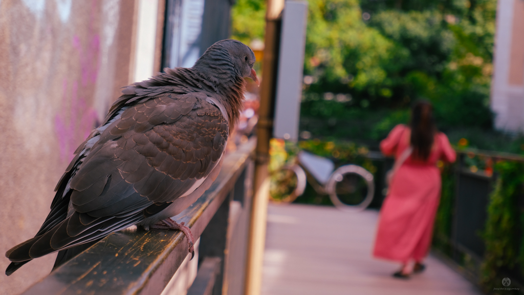 Pigeon trying to hit on my woman ;)